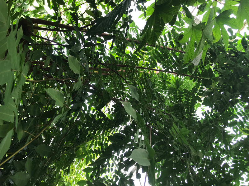 Sternfrucht — zdjęcie 2 z 2