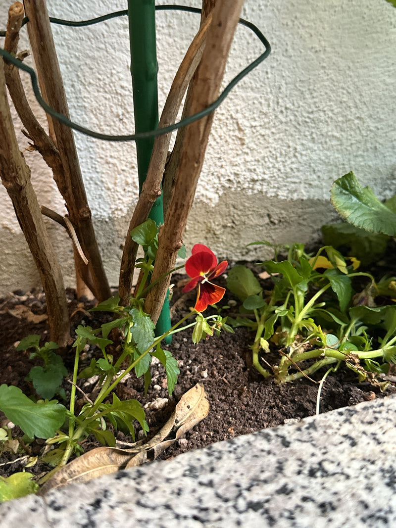Bratki — Bild 2