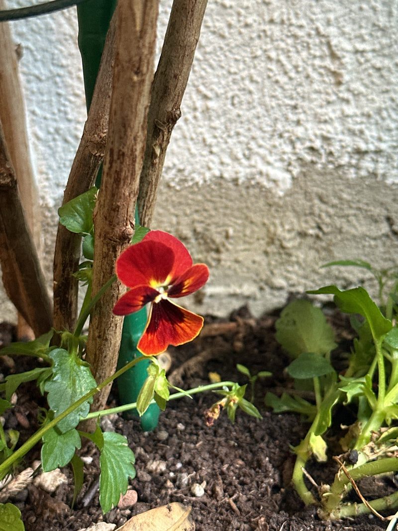 Bratki — Bild 1