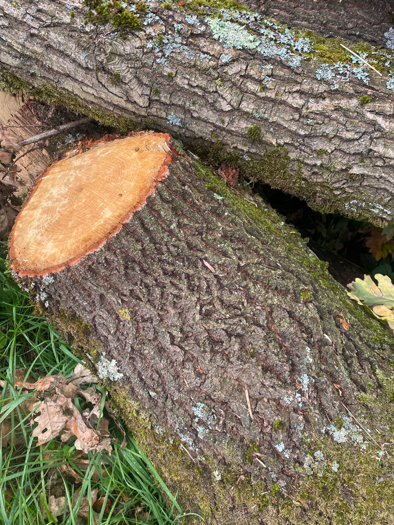 Widoczne są ścięte pnie dębów szypułkowych z głęboko spękaną korą, mchem i jasną powierzchnią cięcia. Pnie leżą na ściółce leśnej w trawie.