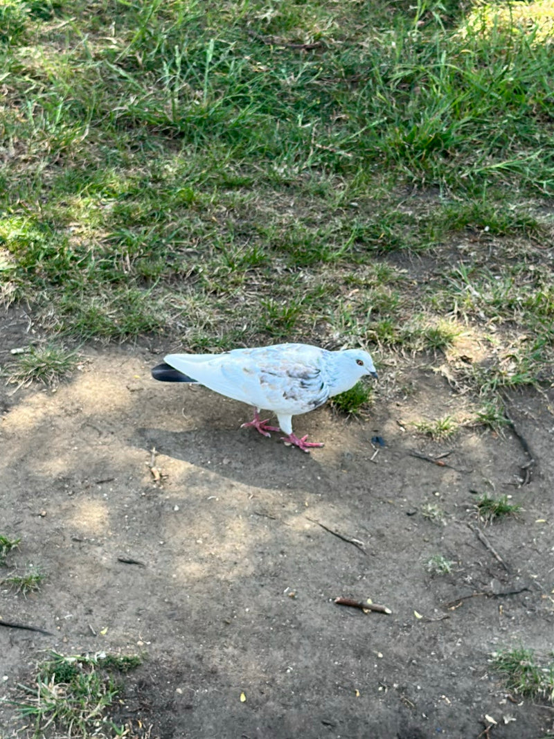 Straßentaube — Bild 2