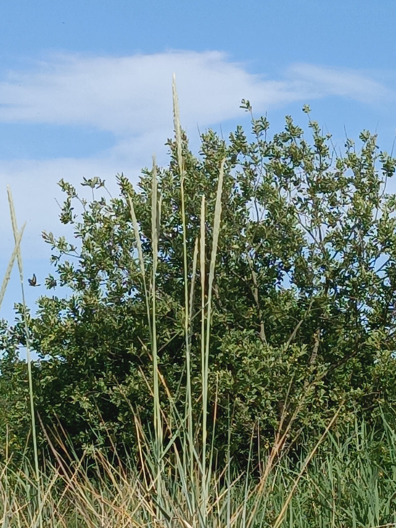 Trawa marramowa — Bild 4