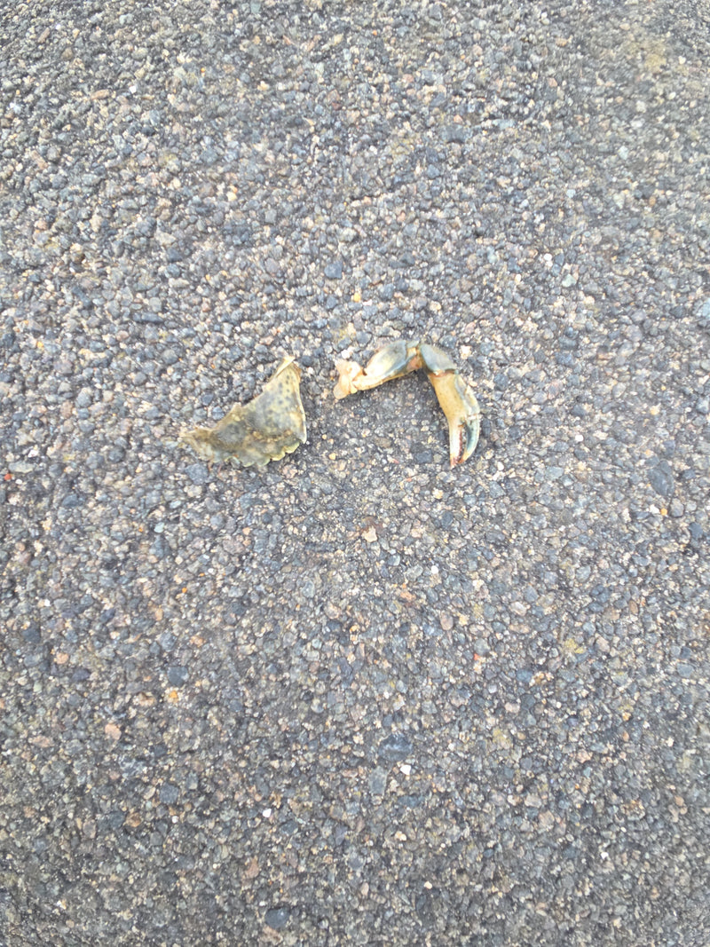 Krab brzegowy — Bild 2
