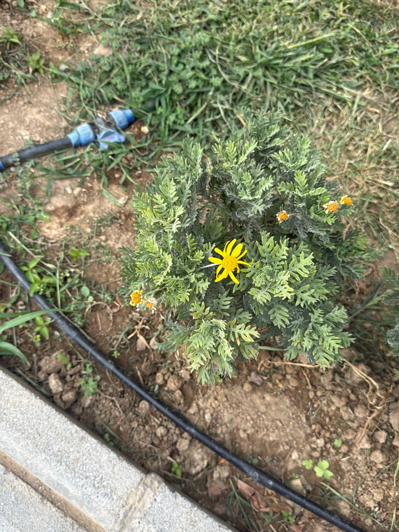 Krzew Euryops — Bild 1