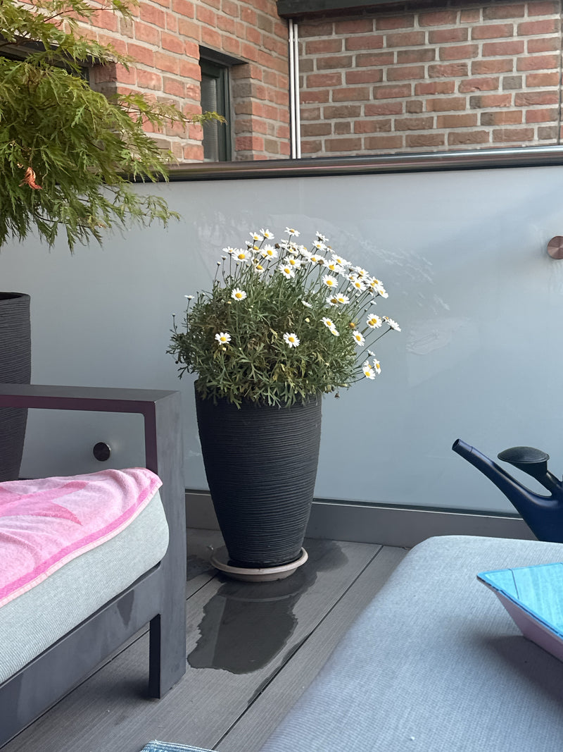 Stokrotka Busha — Bild 1