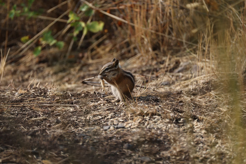 Streifenhörnchen — zdjęcie 1 z 1