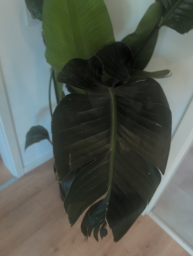Strelicja — Bild 2