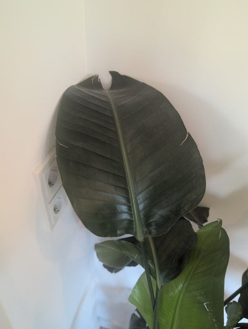 Strelicja — Bild 1