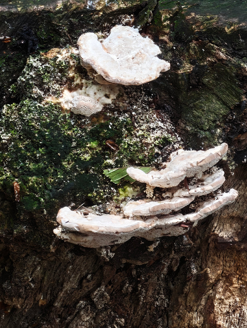 Kilka jasnych owocników Trametes hirsuta rośnie na omszałym pniu drzewa. Powierzchnie kapeluszy są owłosione.