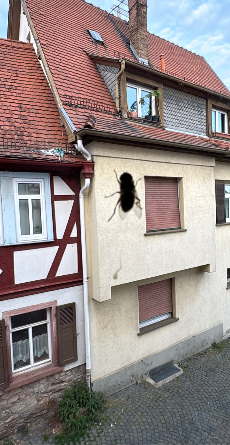Mucha domowa leci przed fasadą domu. Zwierzę znajduje się blisko i jest rozpoznawalne jako rozmyta ciemna sylwetka.
