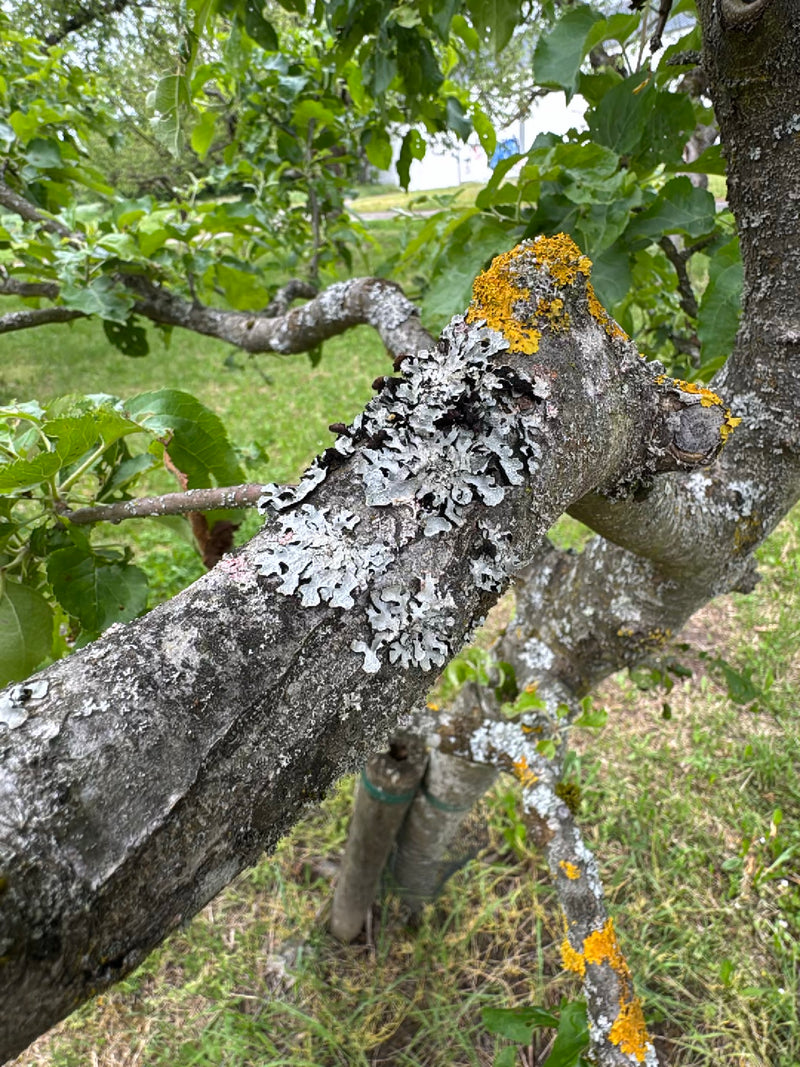 Porosty siarczanowe — Bild 1