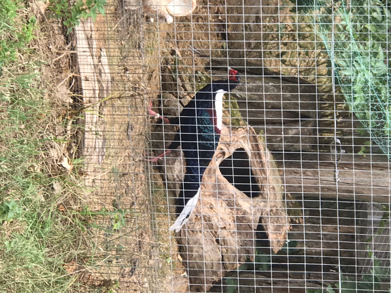 Swinhoe-Fasan — Bild 1