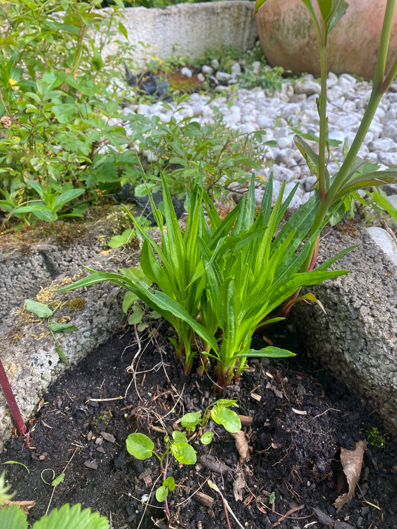 Taglilien — Bild 1