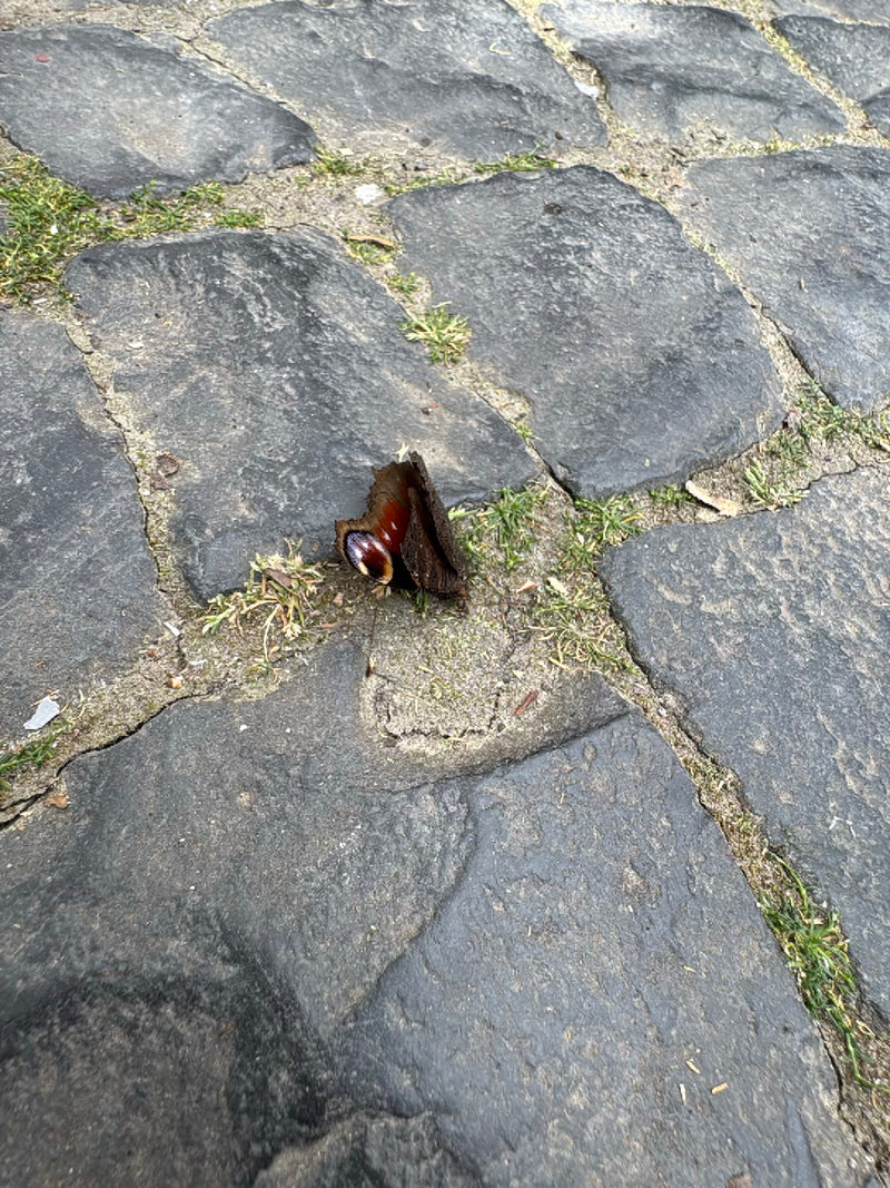 Pawi motyl — Bild 2