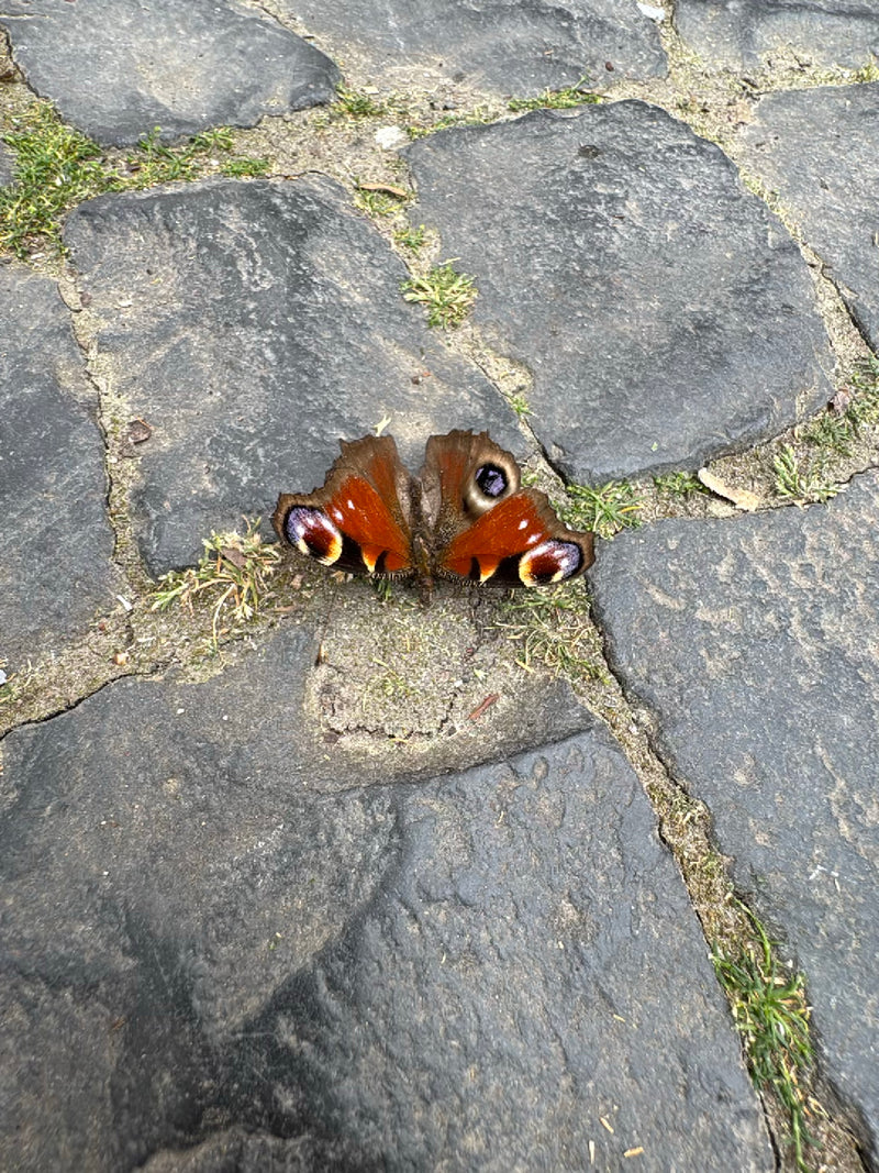 Pawi motyl — Bild 1