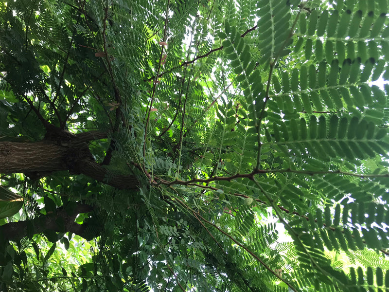 Tamarindenbaum — zdjęcie 1 z 3