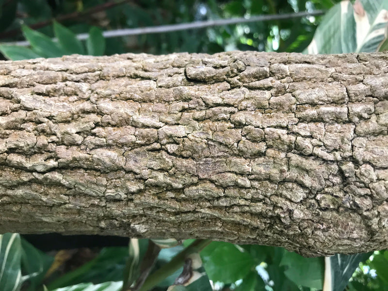 Tamarindenbaum — zdjęcie 2 z 3
