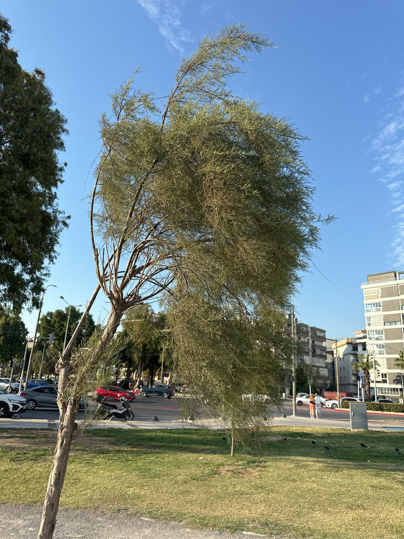 tamaryszek — Bild 2