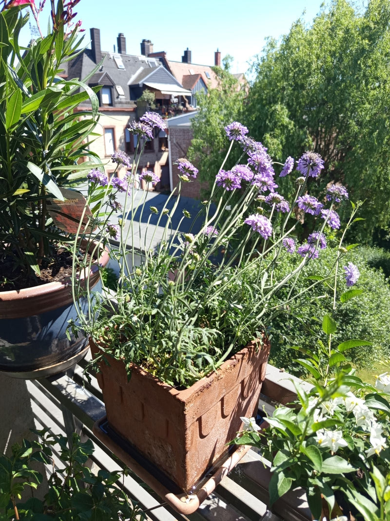 Gwiazdnik — Bild 1