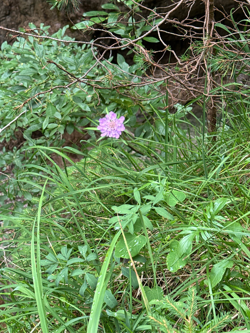 Jasnofioletowy kwiat scabiosy kwitnie wyraźnie wśród zielonej trawy i podszytu. Zdjęcie ukazuje kwiat od góry w jego naturalnym otoczeniu.