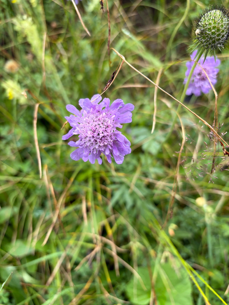 Widoczny jest otwarto-fioletowy kwiat scabiosa na łące. Otaczają go zielone trawy i inne pąki.