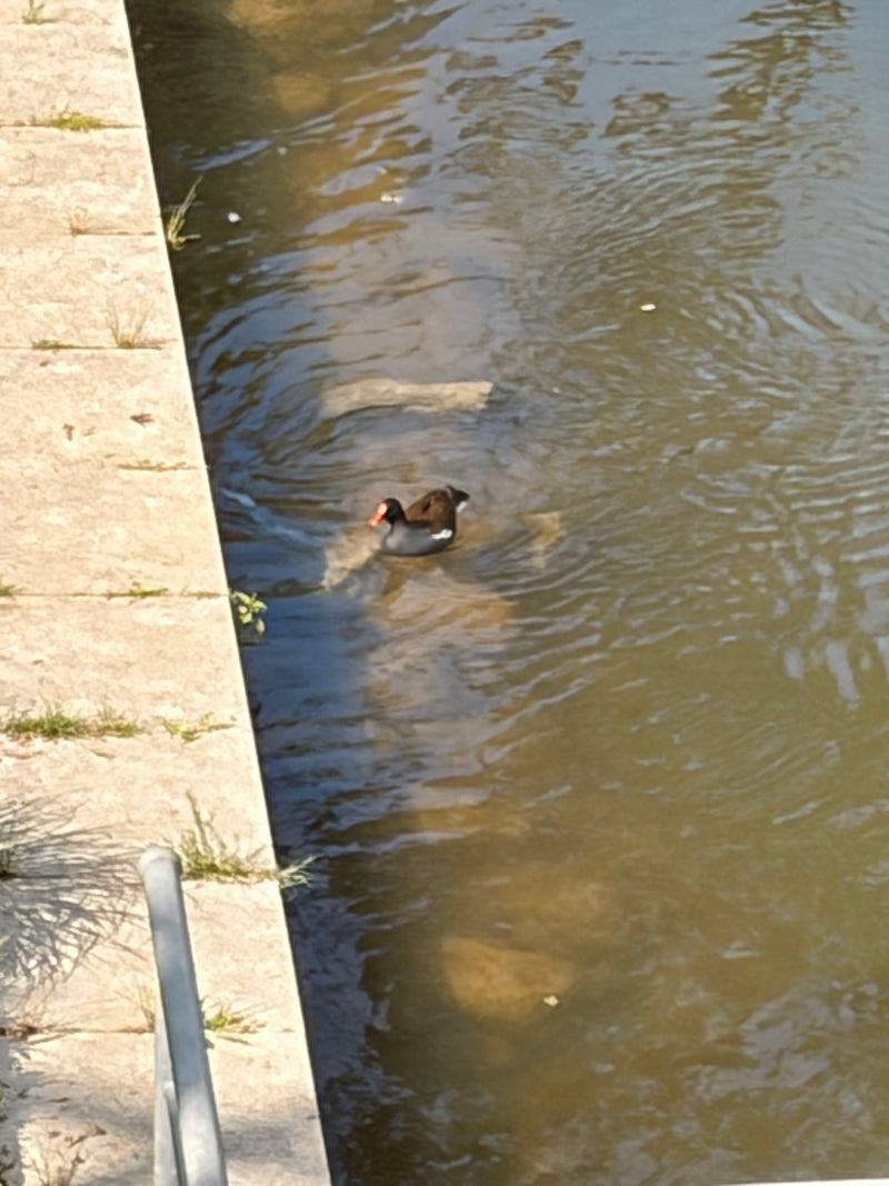 Moorhen — Bild 4