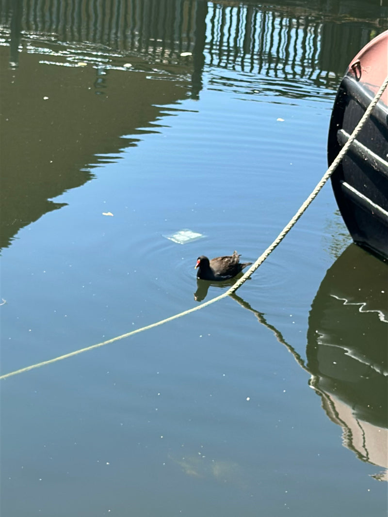 Moorhen — Bild 2