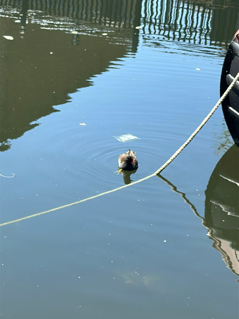 Moorhen — Bild 1