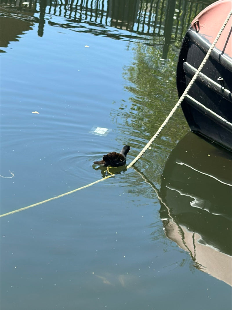 Moorhen — Bild 3