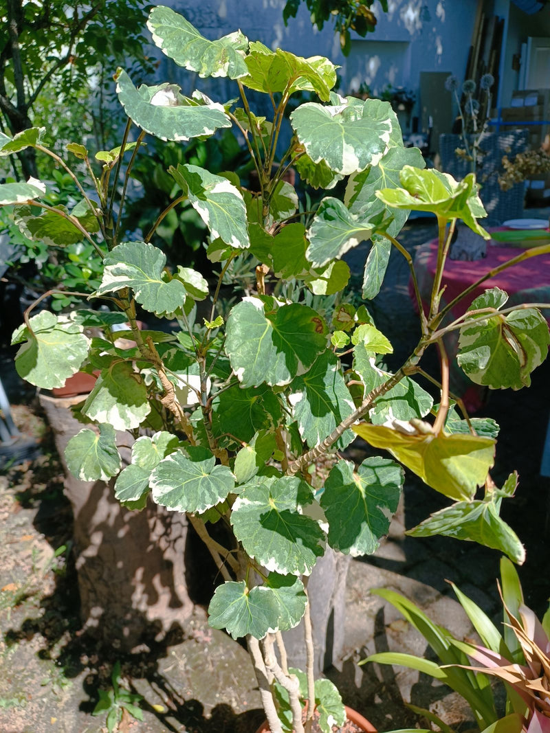 Płyta Aralia — Bild 1