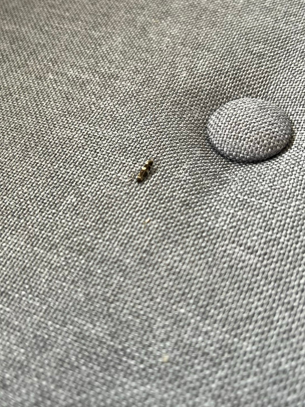Malutka larwa mrzyka spoczywa na szarej tapicerce.