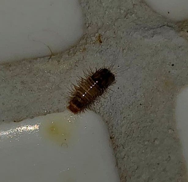 Włochata larwa mrzyka spoczywa w fudze między jasnymi płytkami.