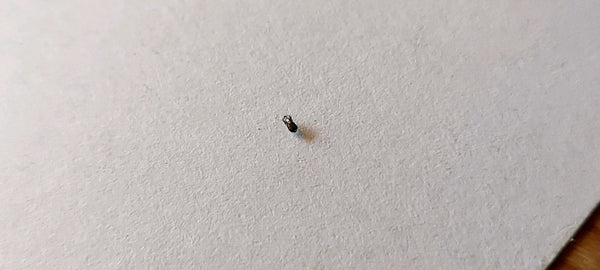 Pojedynczy mały mrzyk kiełkowiec spoczywa na białej, fakturowanej powierzchni papieru.