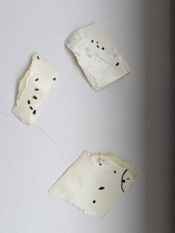 Kilka bardzo małych, ciemnych owadów przyklejonych do fragmentów taśmy klejącej lub pułapki lepowej.
