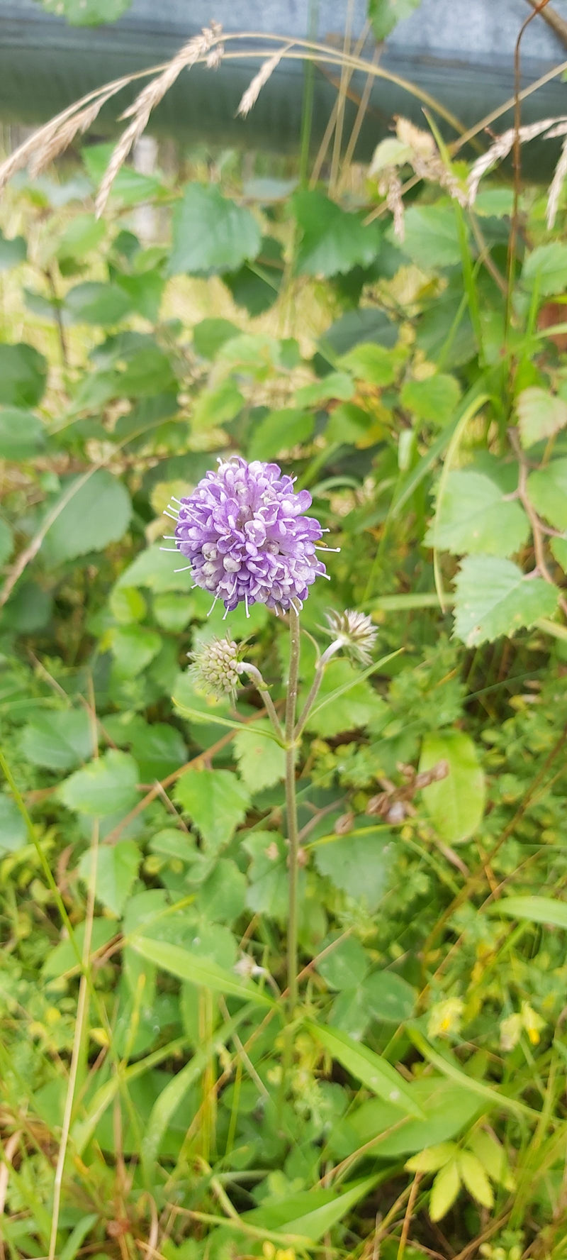Teufelsabbiss — Bild 1