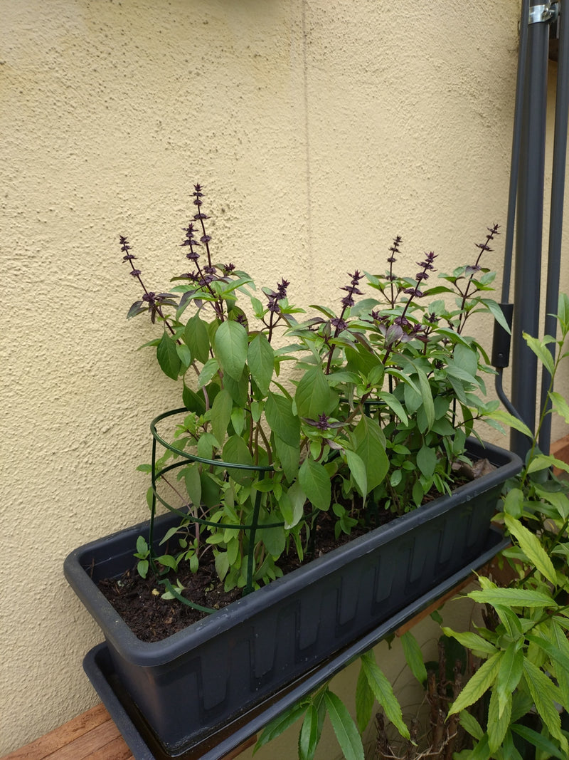 Tajska bazylia — Bild 1