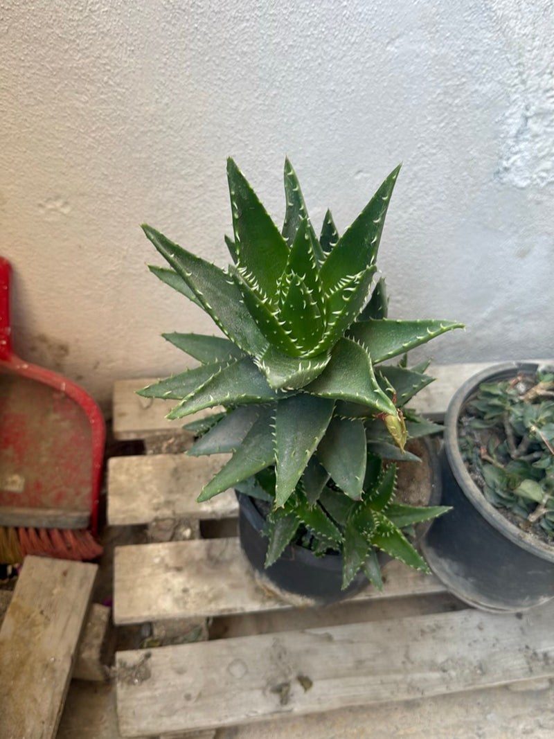 Aloes tygrysi — zdjęcie 3 z 3