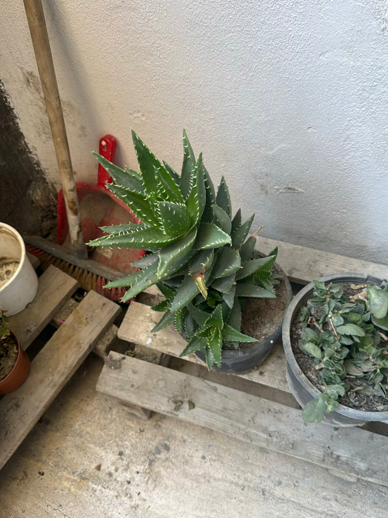 Aloes tygrysi — zdjęcie 2 z 3