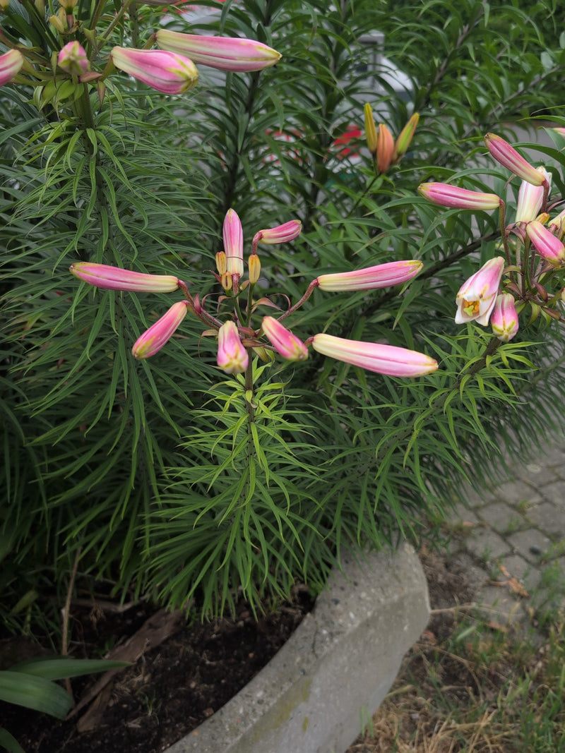 Ropucha lilia — Bild 2