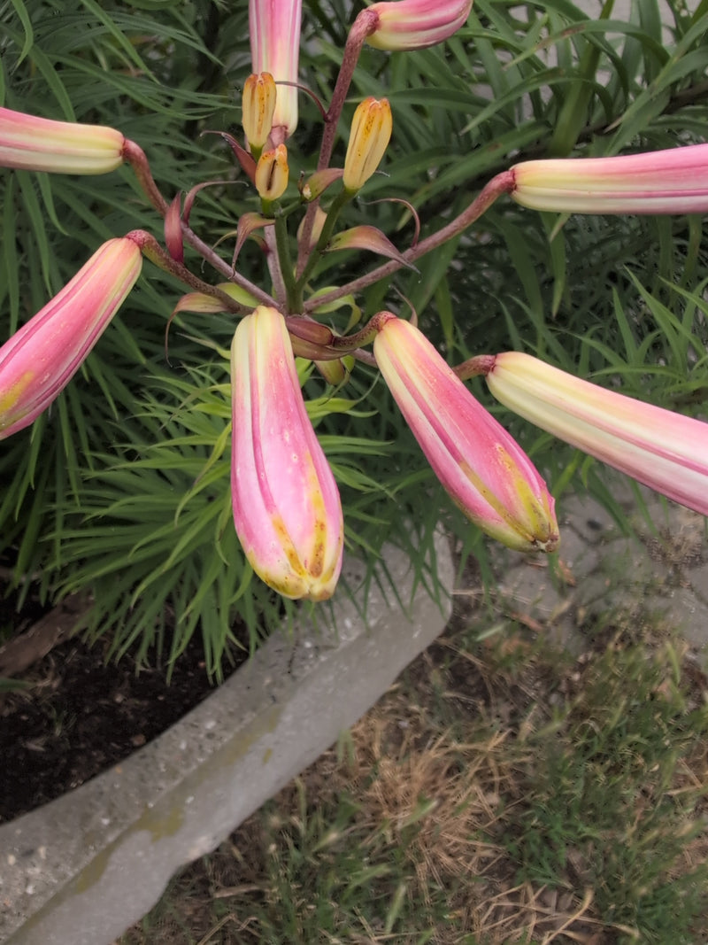 Ropucha lilia — Bild 3