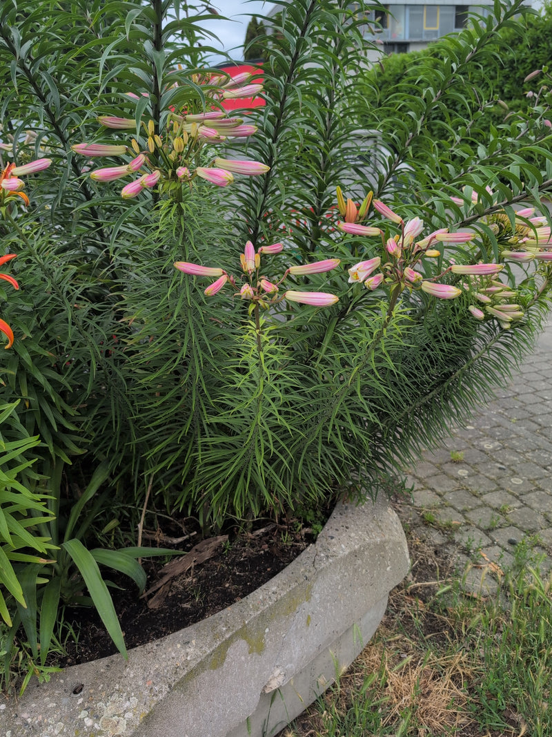 Ropucha lilia — Bild 1