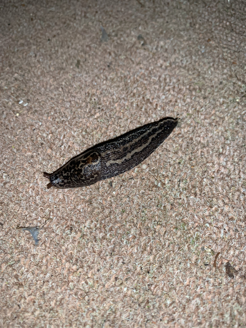 Ślimak tygrysi Limax Maximus — Bild 2