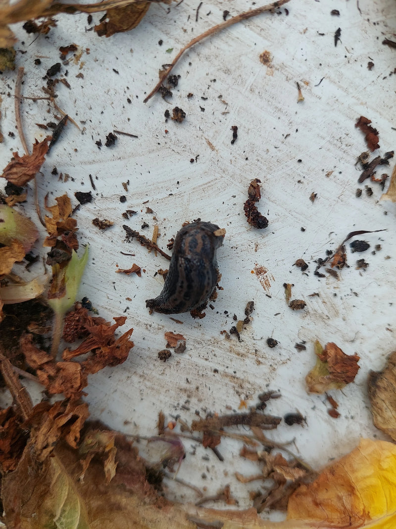 Ślimak tygrysi Limax Maximus — Bild 3