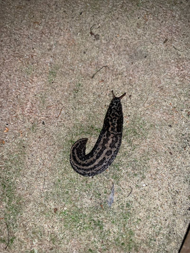 Ślimak tygrysi Limax Maximus — Bild 1