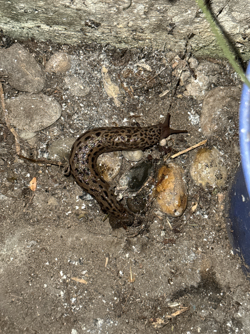 Ślimak tygrysi Limax Maximus — zdjęcie 3 z 21
