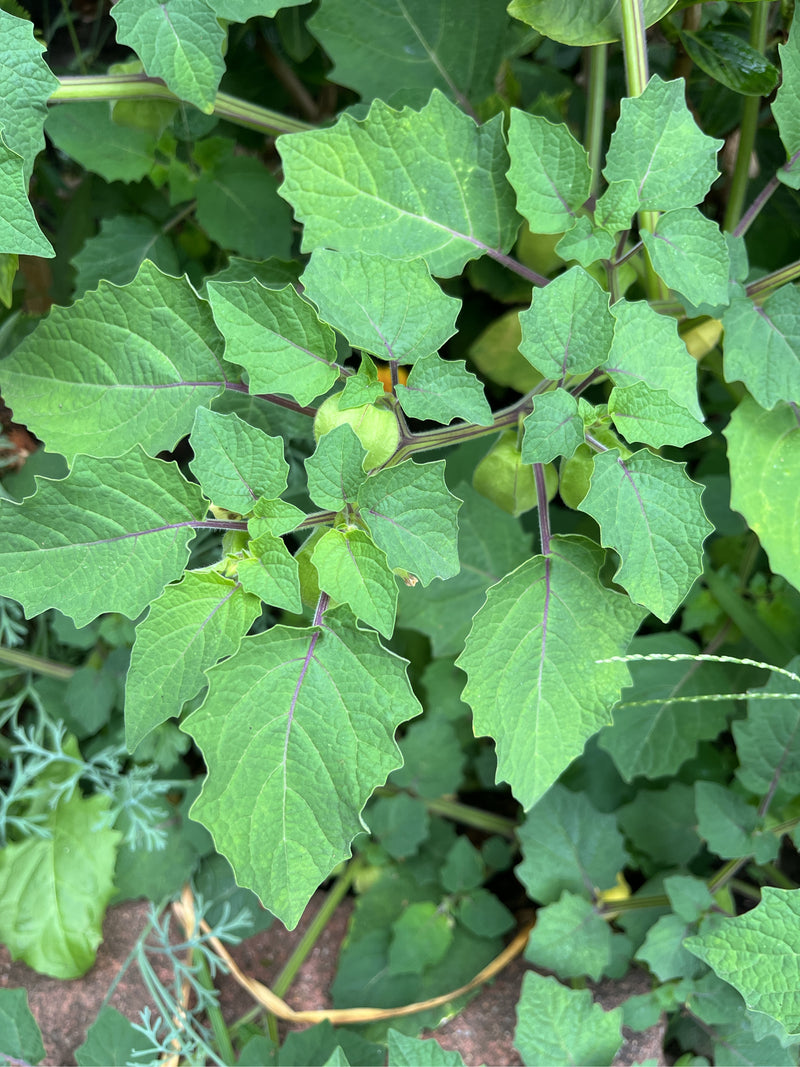 Pomidor — Bild 1