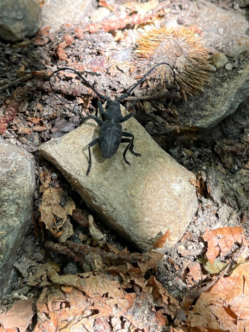 Trauerbock — Bild 1