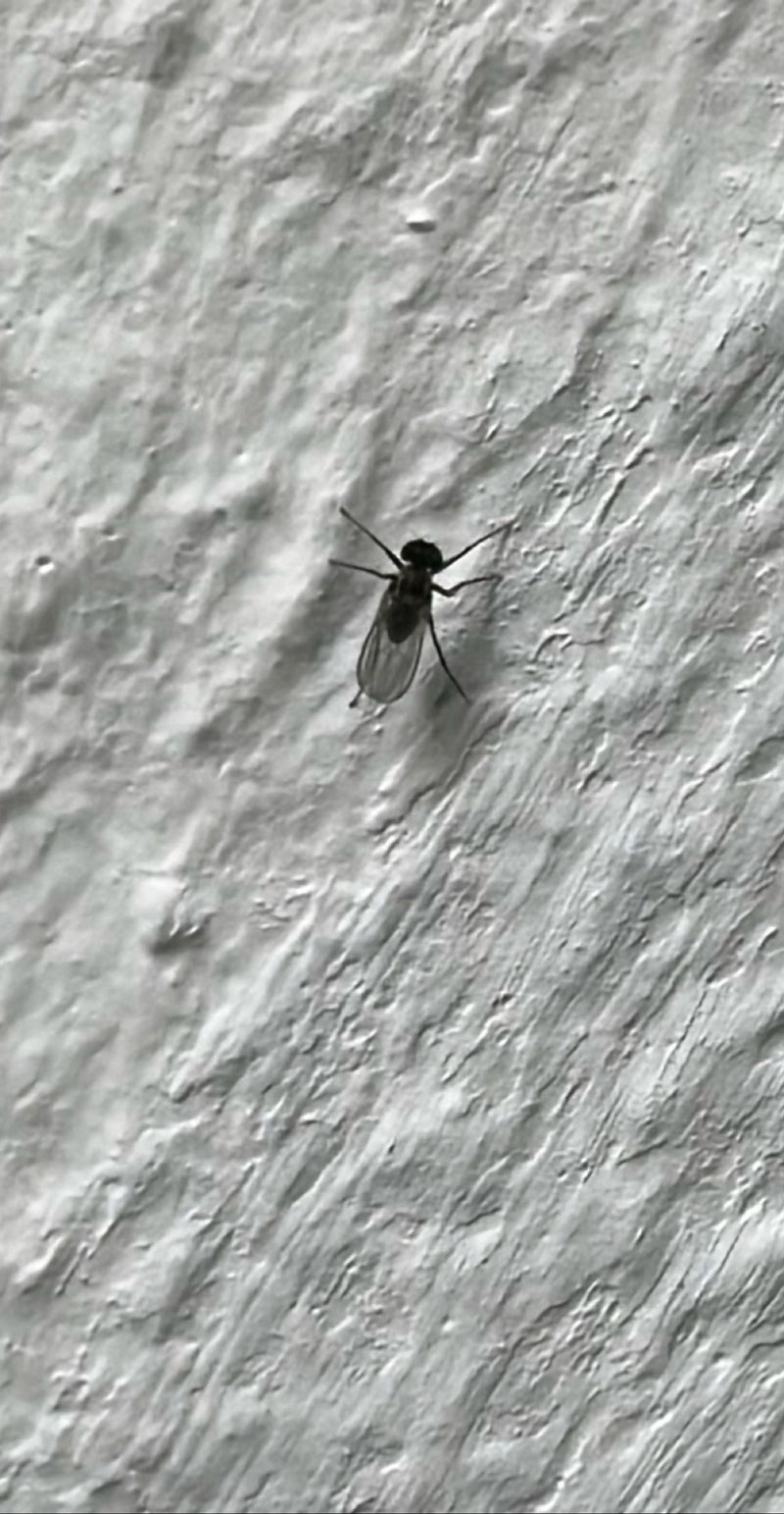 Zdjęcie przedstawiające małą ziemiórkę siedzącą na jasnej, teksturowanej ścianie. Owad ma wyraźnie widoczne ciemne skrzydła i odnóża.