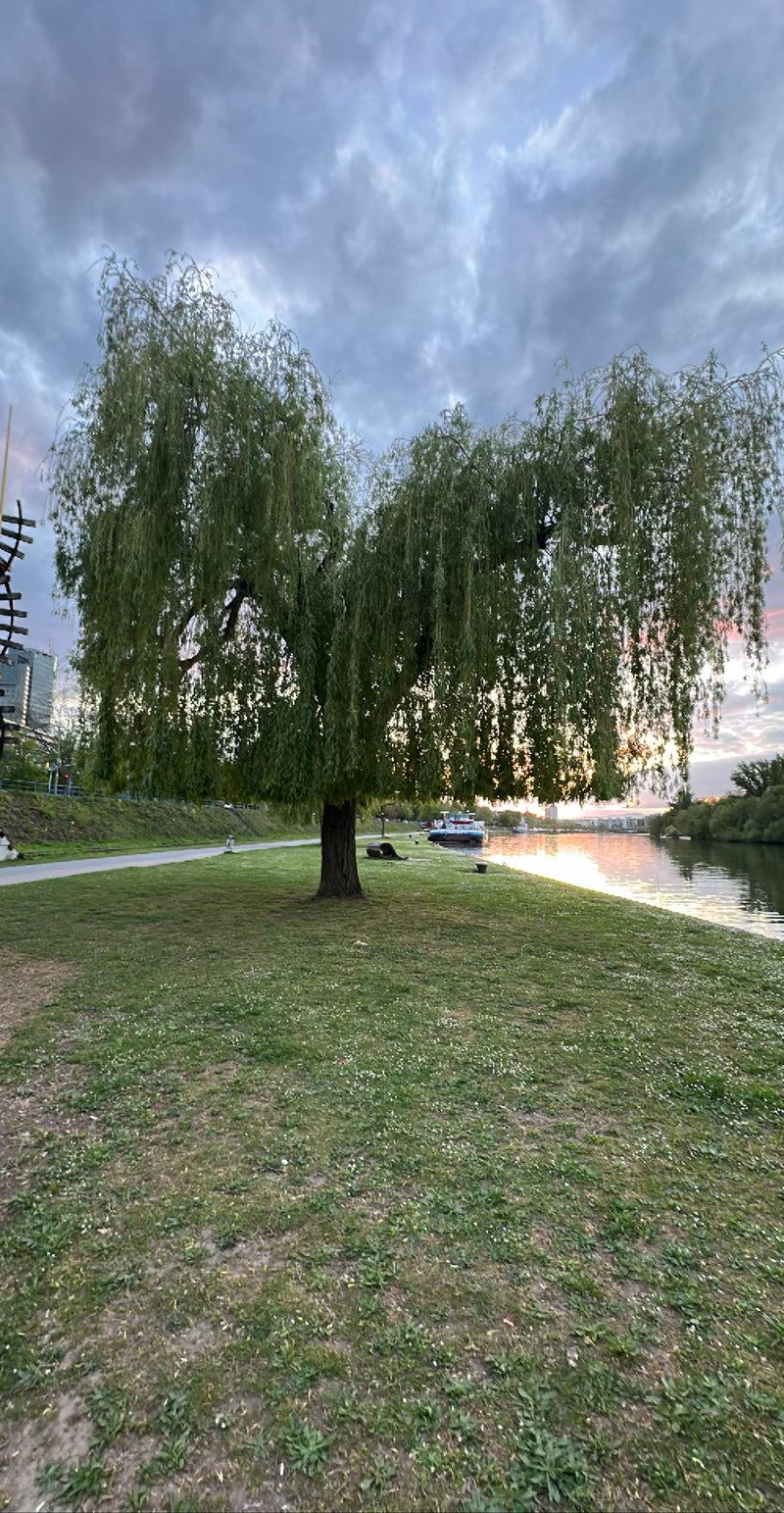 Wierzba płacząca — Bild 1