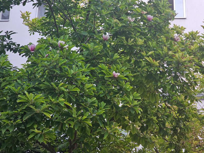 Magnolia tulipanowa — Bild 1